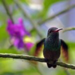 Le colibri.