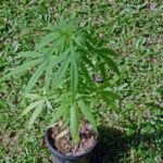 Une plante inconnue.